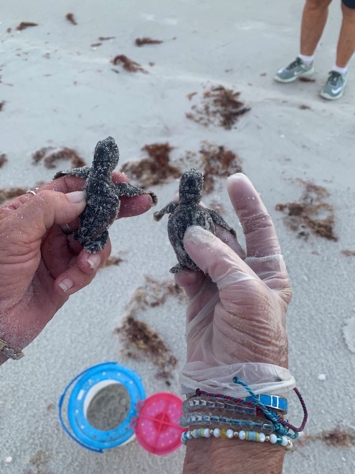Sea Turtle 4. These two hatchlings were found entangled with fishing line last week. .jpg